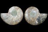 Cut & Polished Ammonite Fossil - Crystal Lined Chambers #78559-1